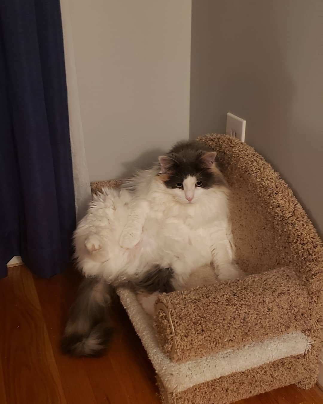 gray and white cat sitting on cat couch