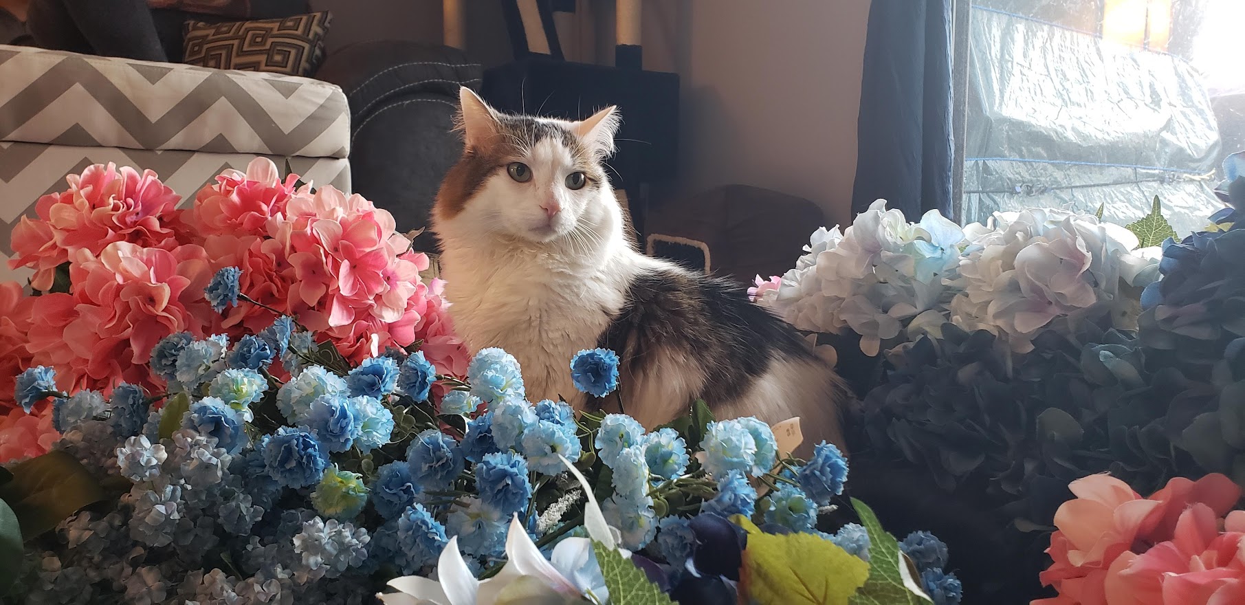 brown and white cat sitting among blue and pink flowers