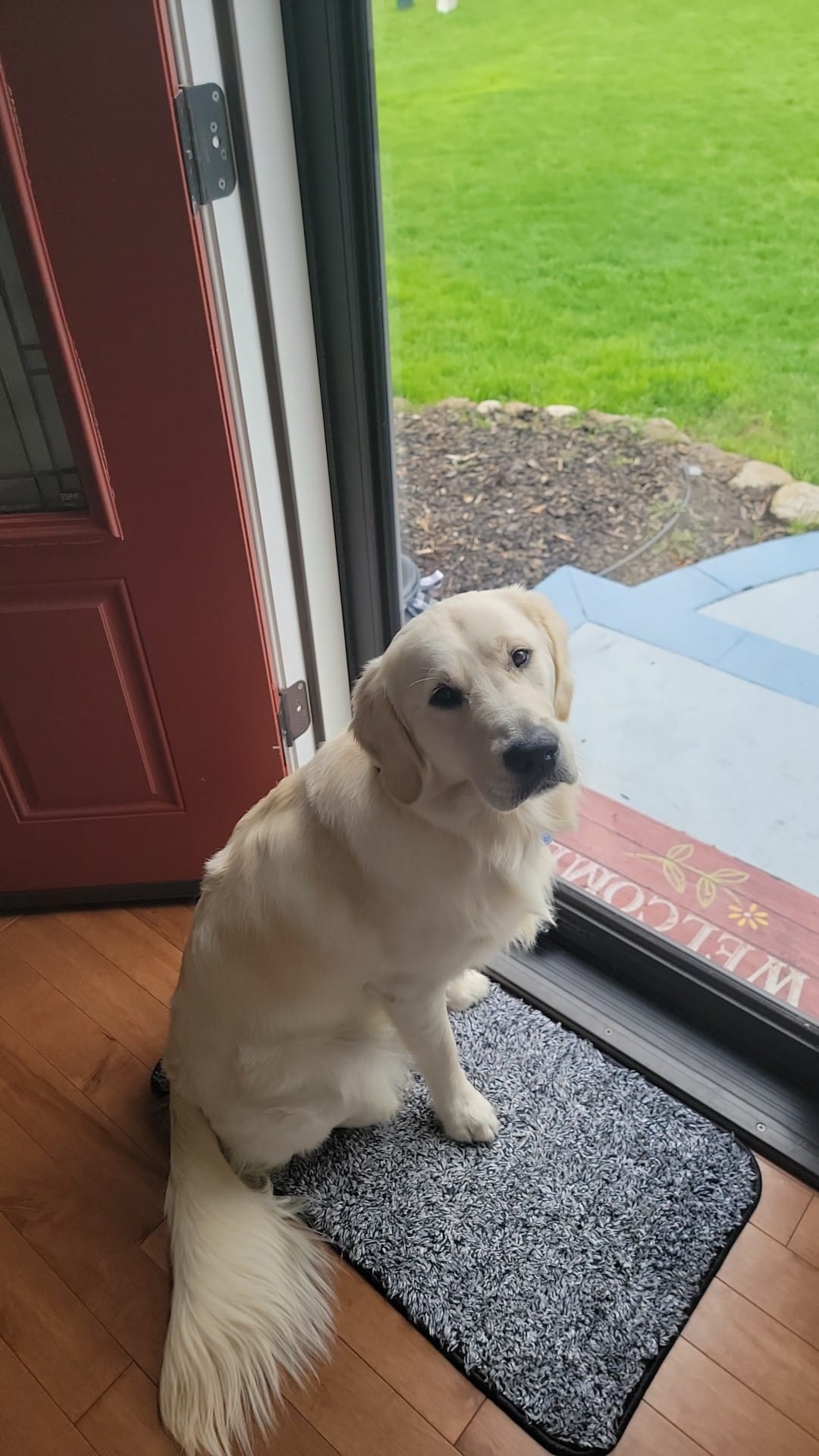 Golden retriever sitting next to door looking at camera