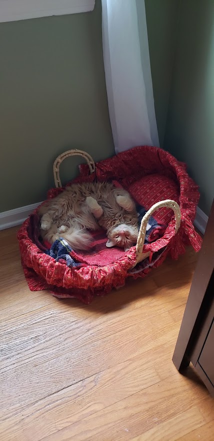 orange cat sleeping upside down in a red basket