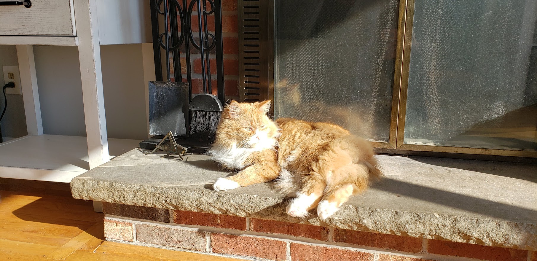 orange and white cat sitting on fireplace hearth in the sun